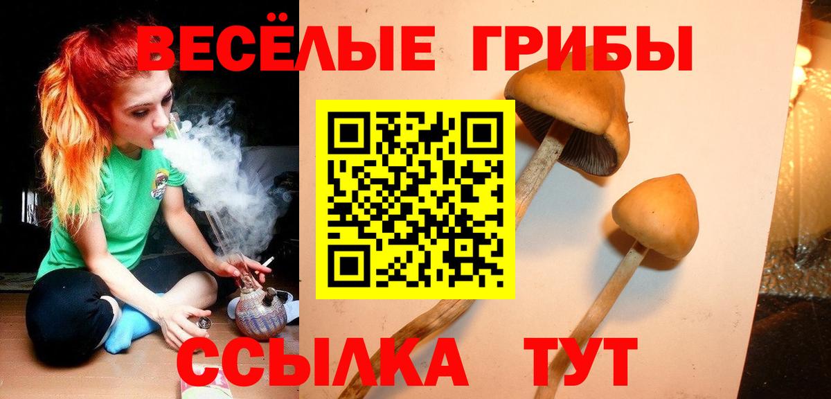 где купить наркоту  Вход с VPN  Пушкино  Псилоцибиновые грибы GOLDEN TEACHER 